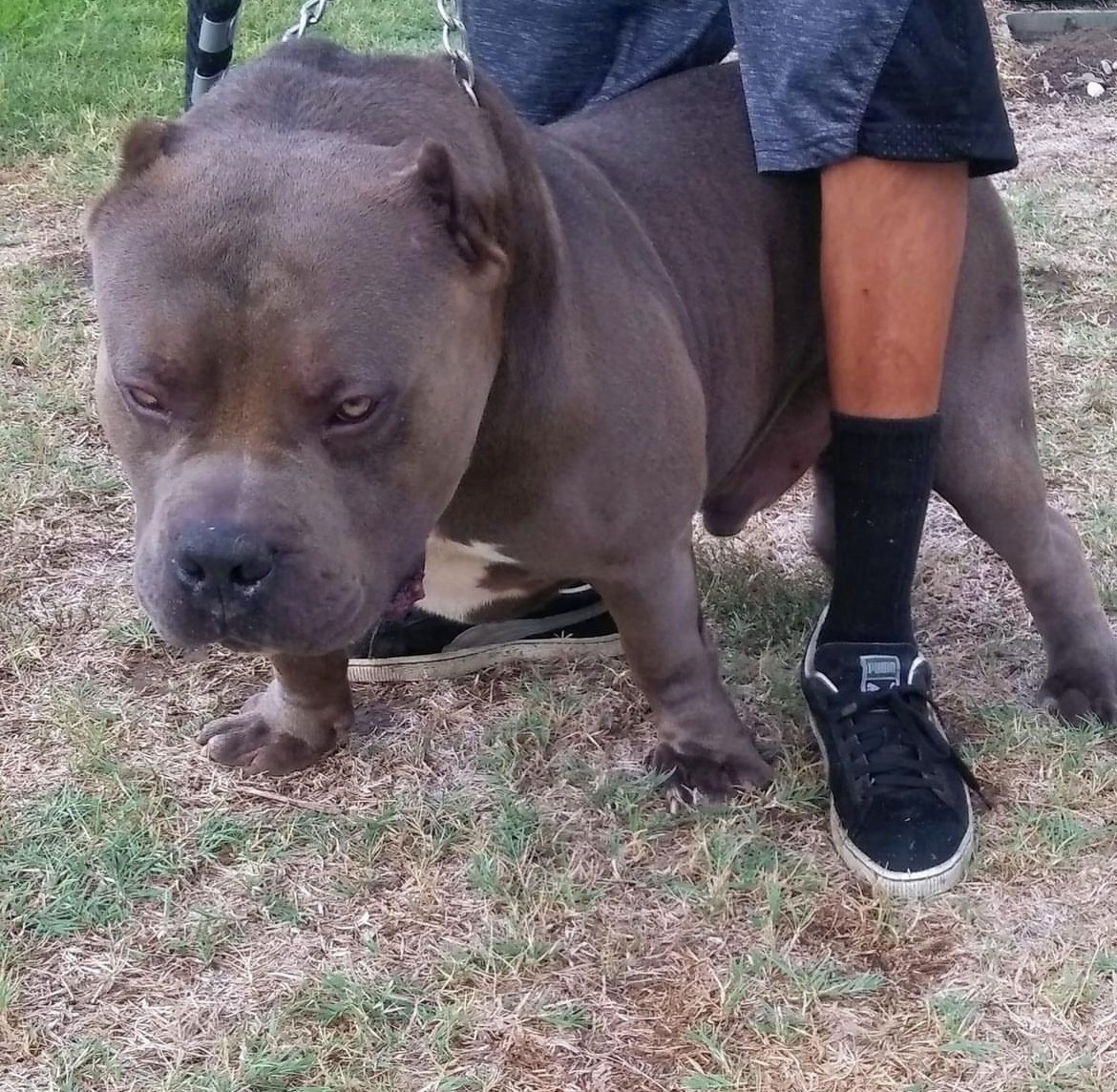 Dog Featured Image