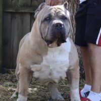 Dog Featured Image