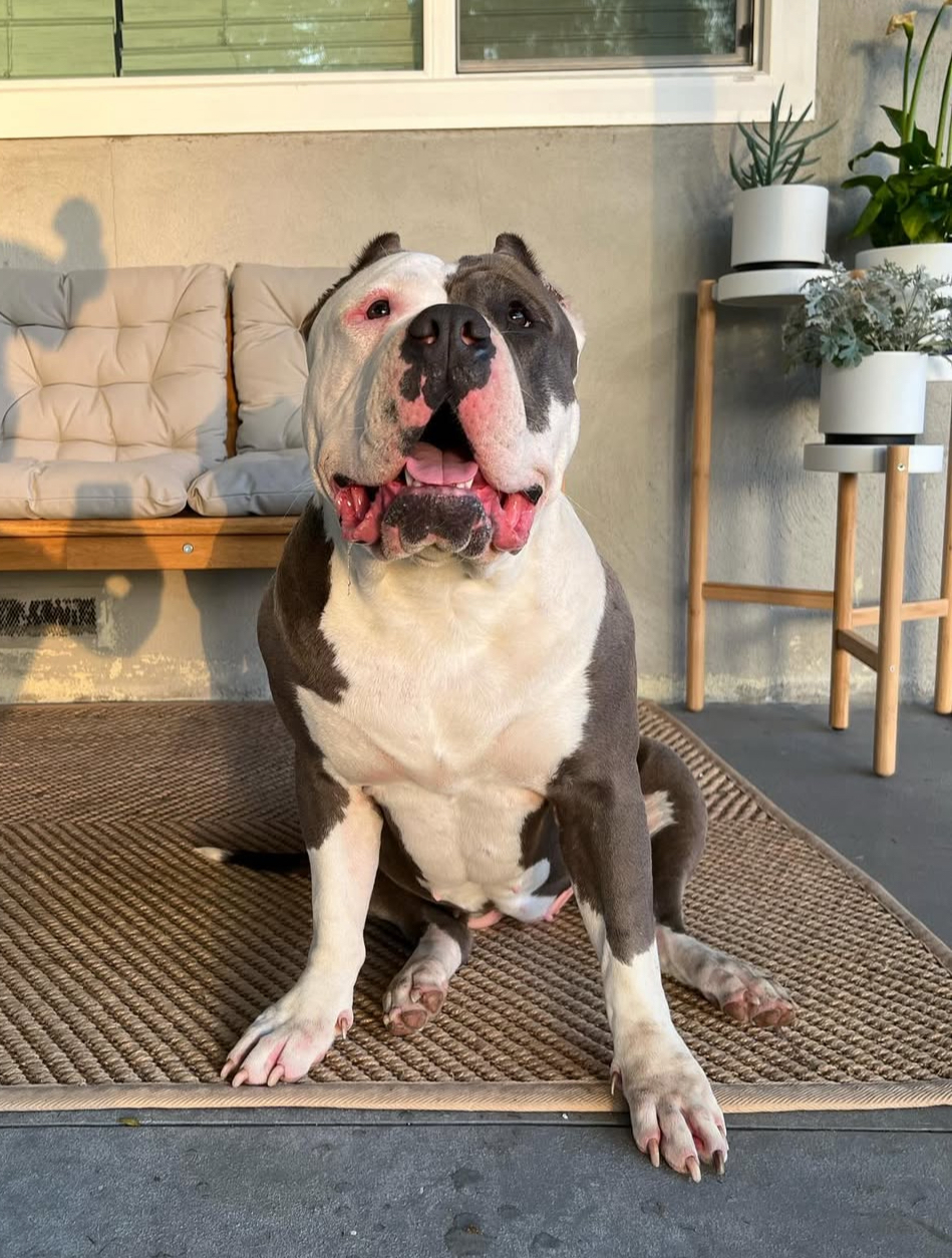 Dog Featured Image
