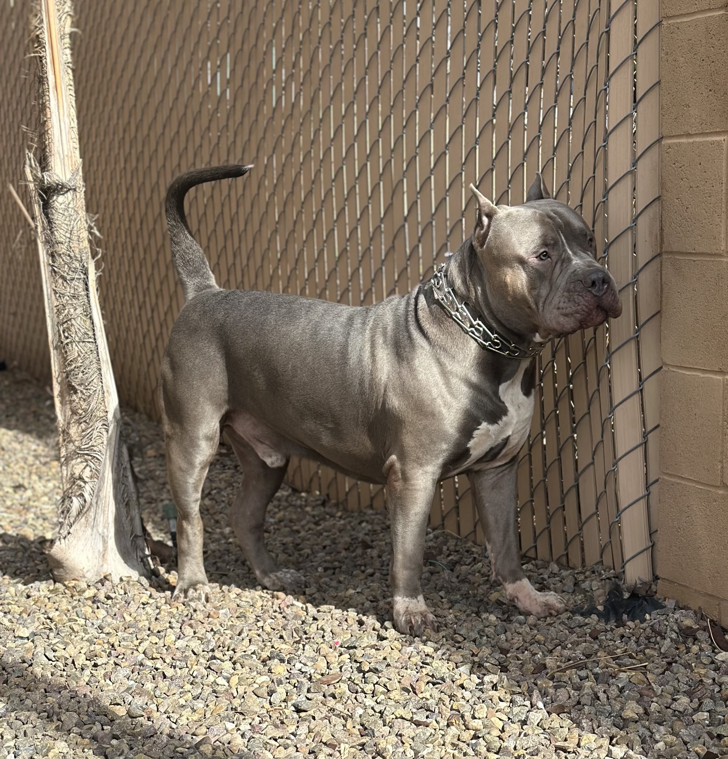 Dog Featured Image