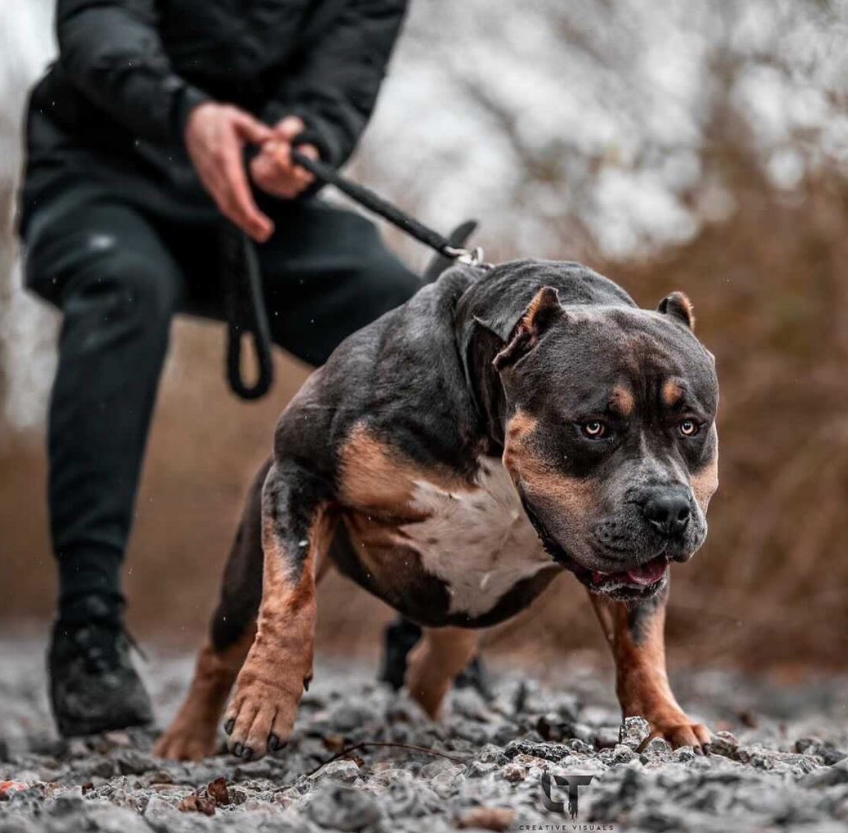Dog Featured Image