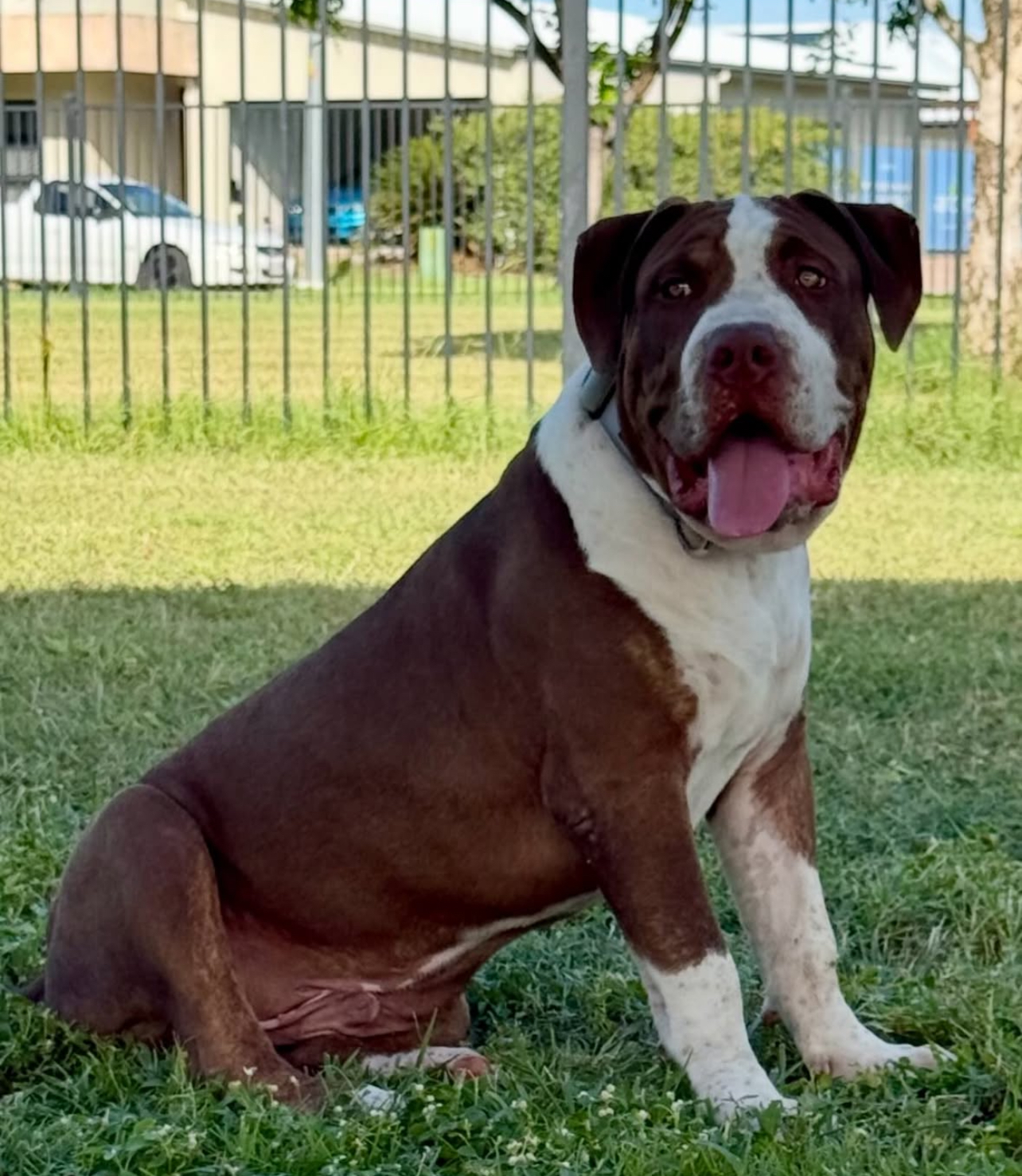 Dog Featured Image