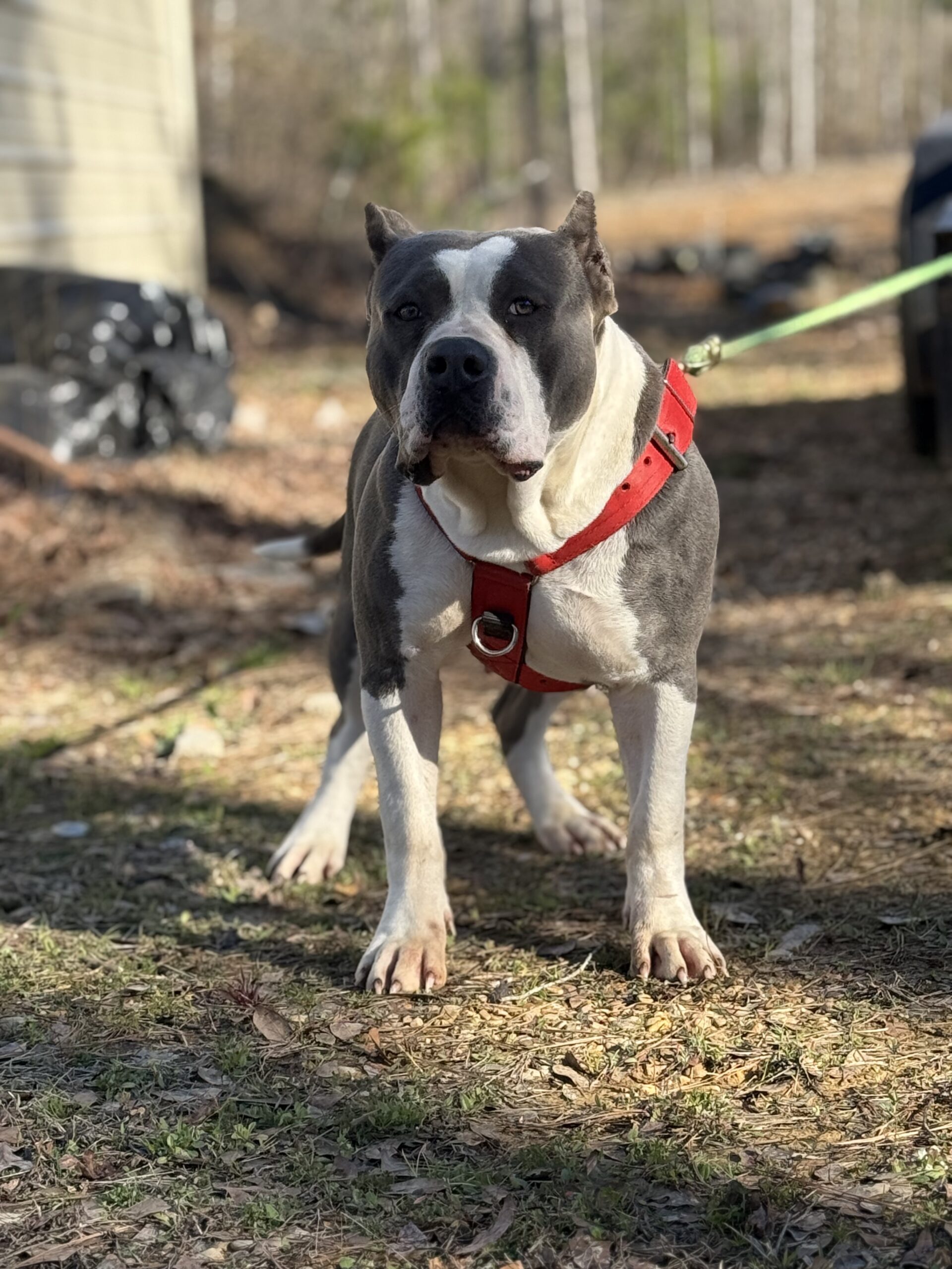 Dog Featured Image