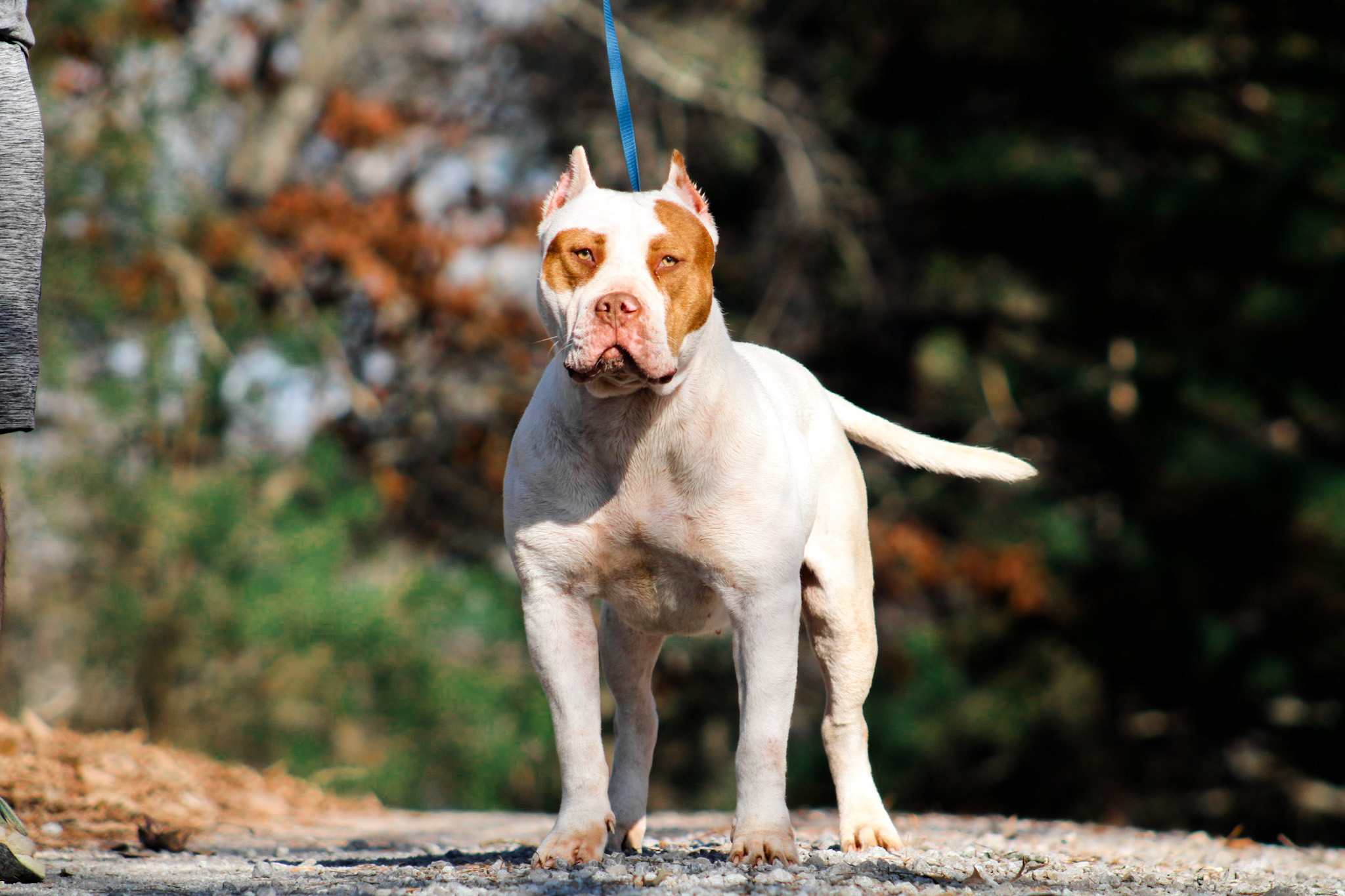Dog Featured Image