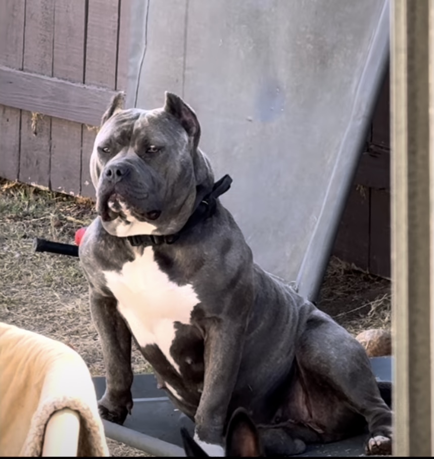 Dog Featured Image