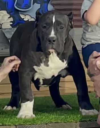 Dog Featured Image