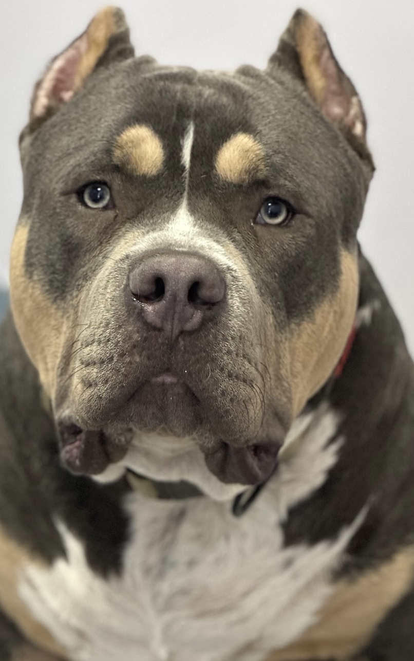 Dog Featured Image