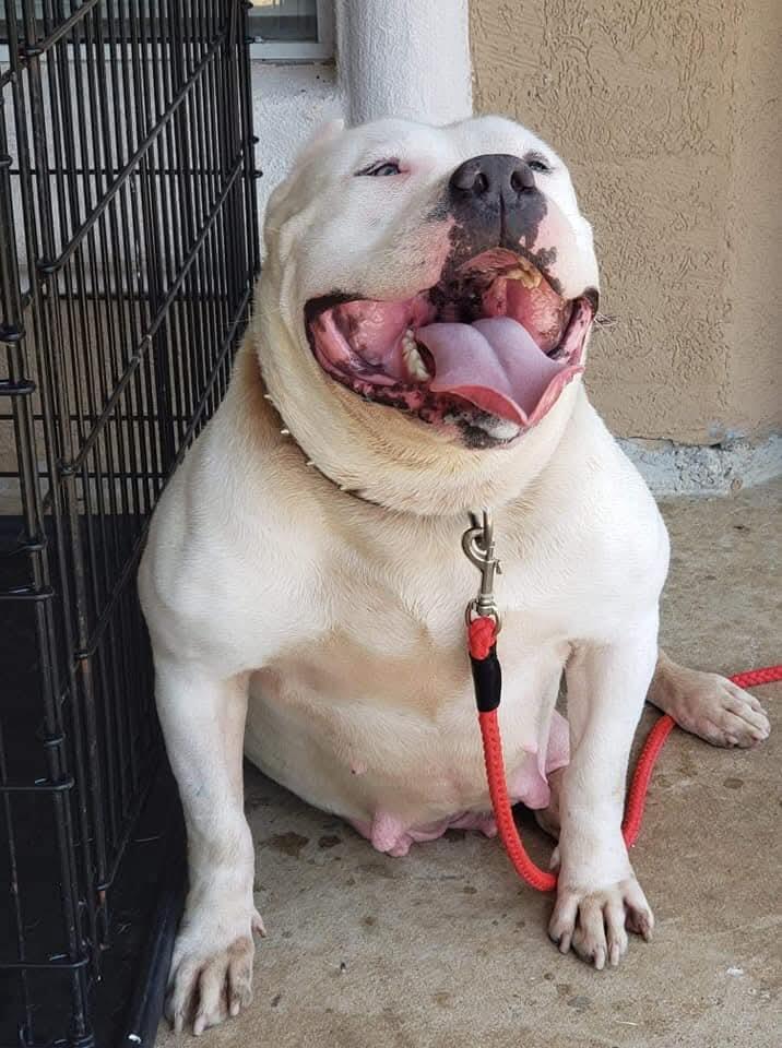 Dog Featured Image