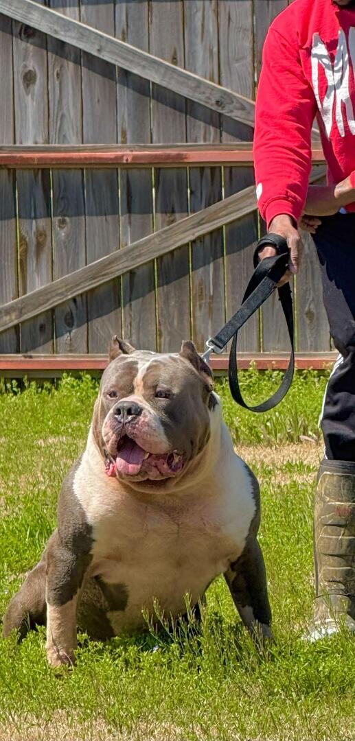 Dog Featured Image