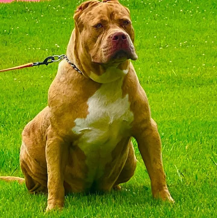 Dog Featured Image