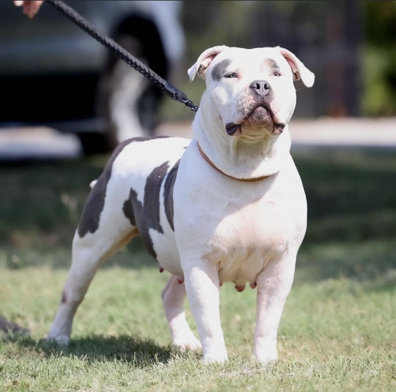 Dog Featured Image
