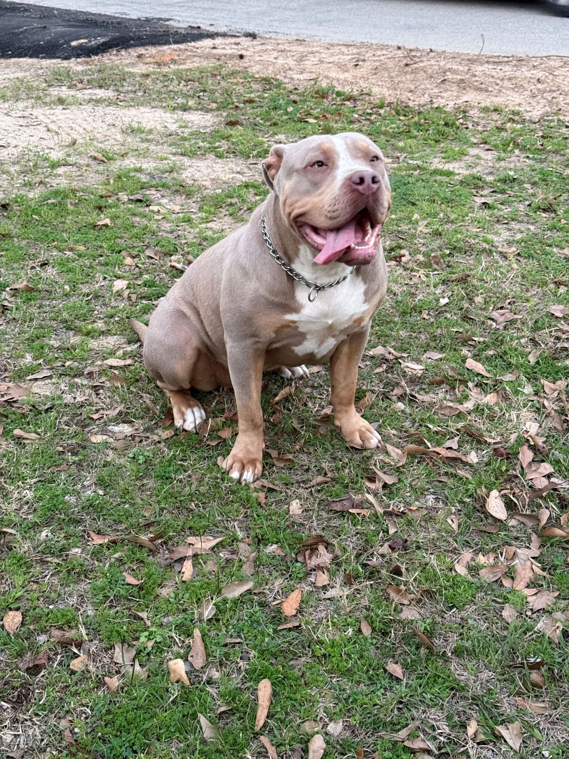 Dog Featured Image