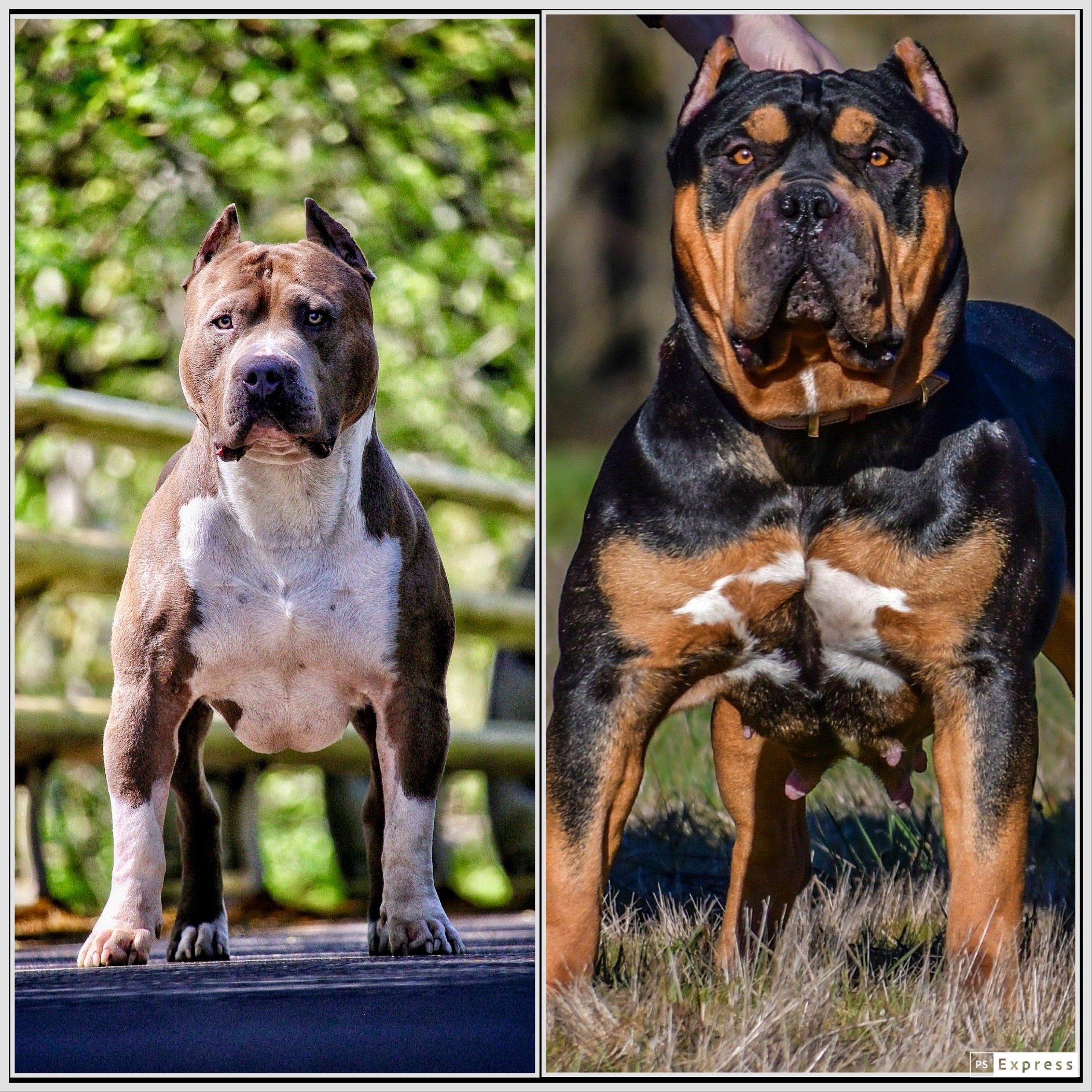 Dog Featured Image