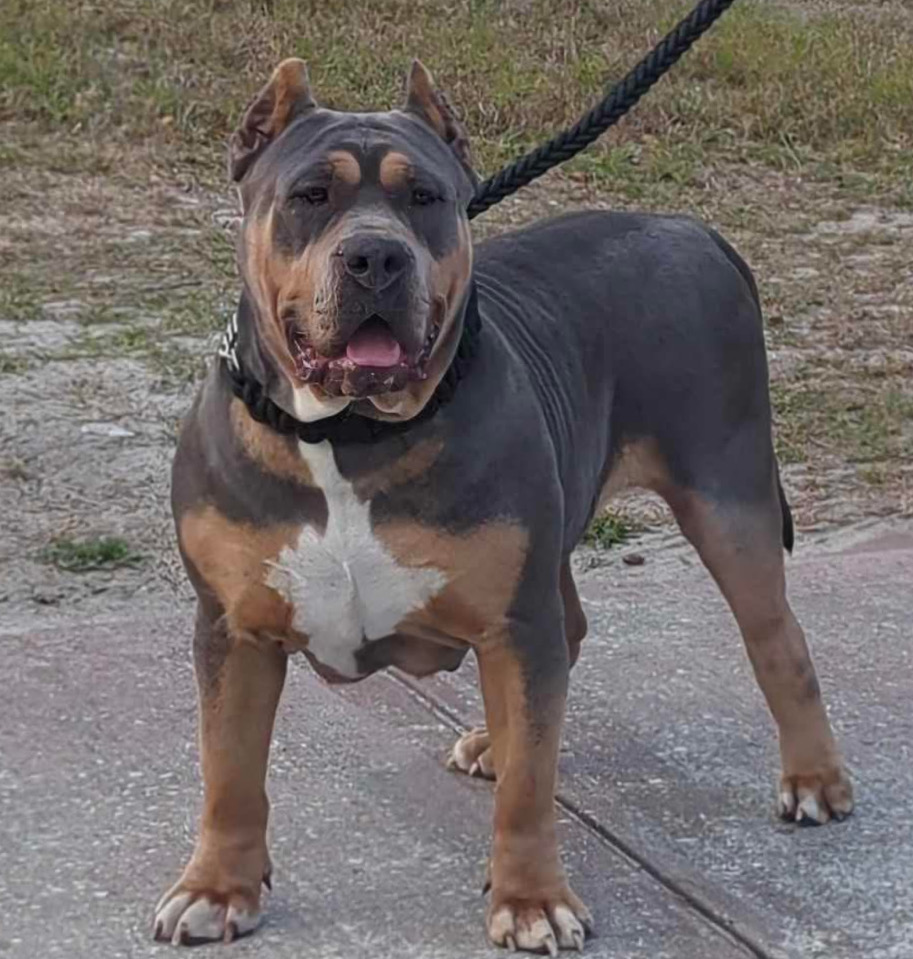 Dog Featured Image