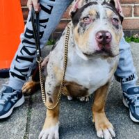 Dog Featured Image