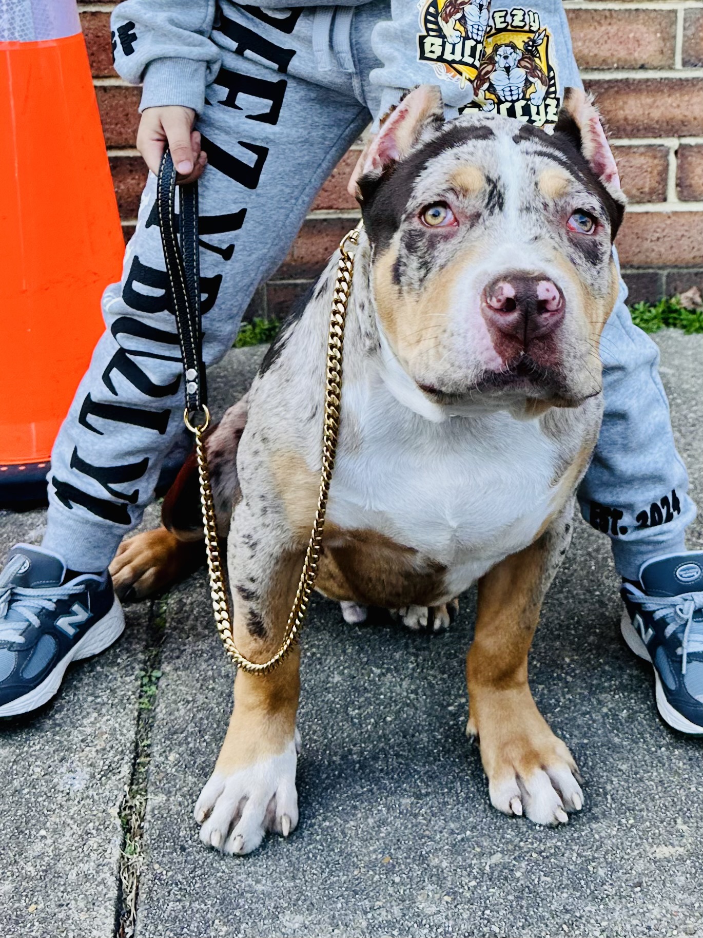 Dog Featured Image