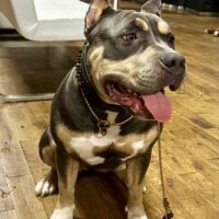 Dog Featured Image