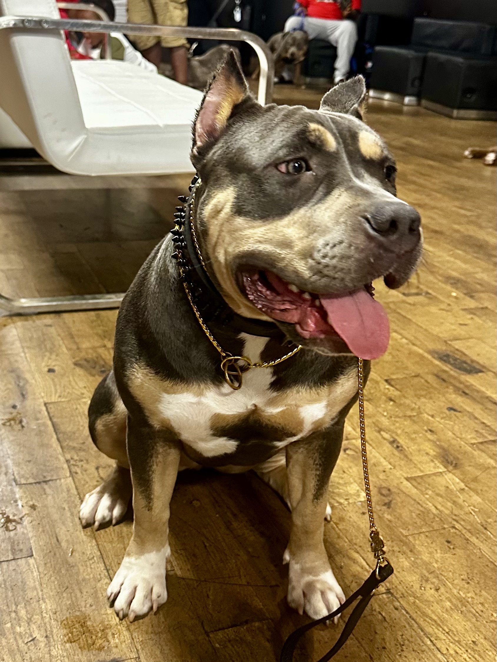 Dog Featured Image