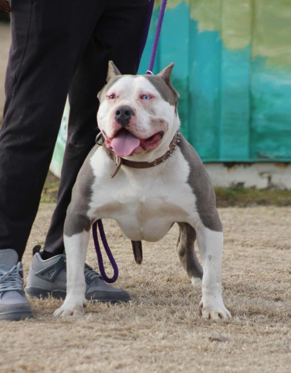 Dog Featured Image