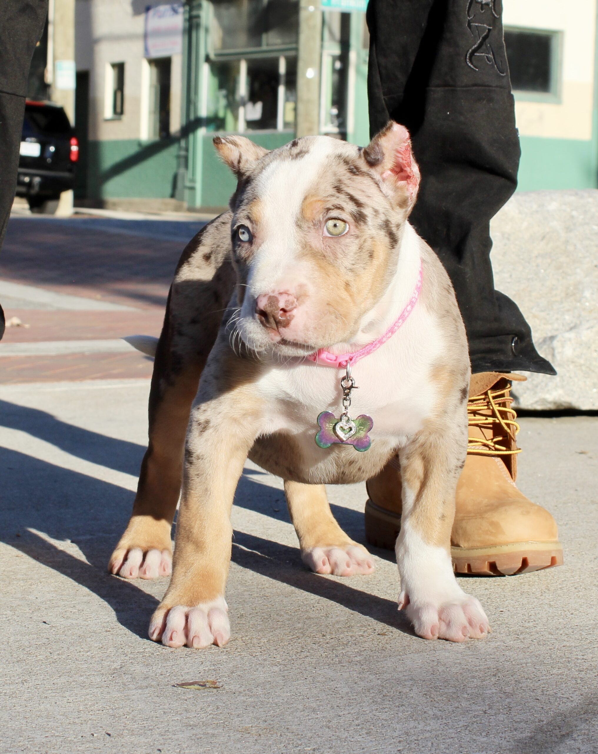 Dog Featured Image