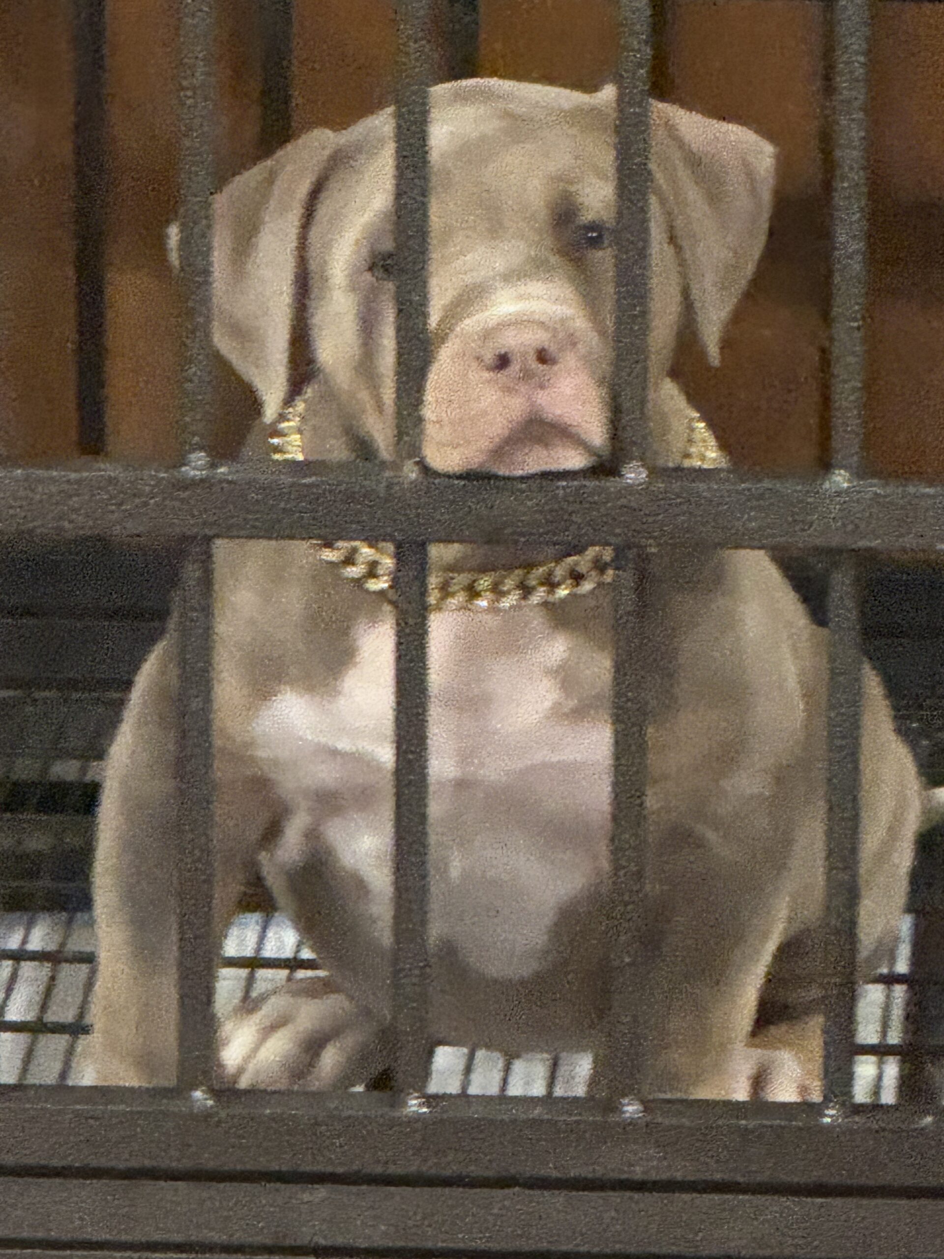 Dog Featured Image