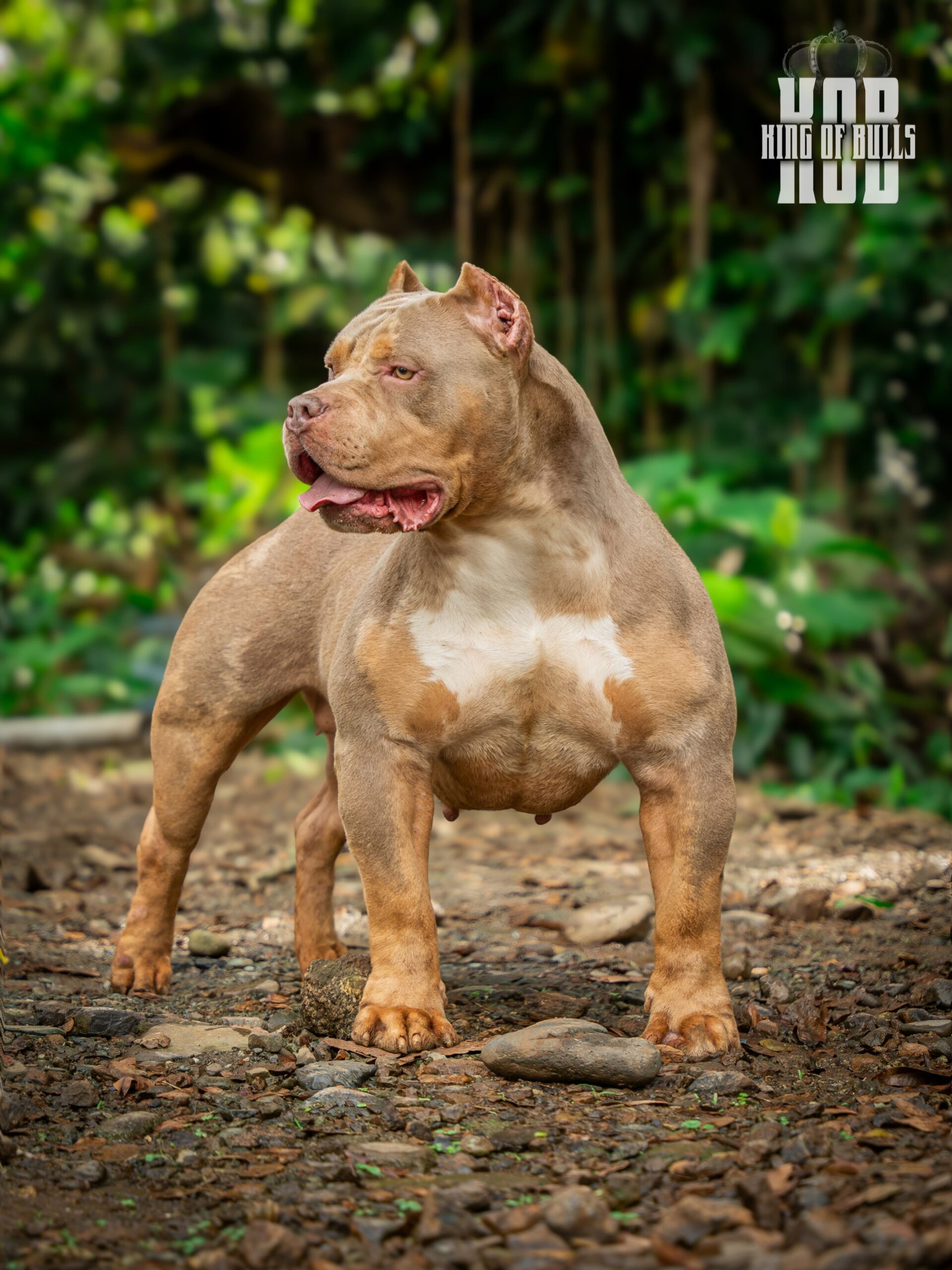 Dog Featured Image