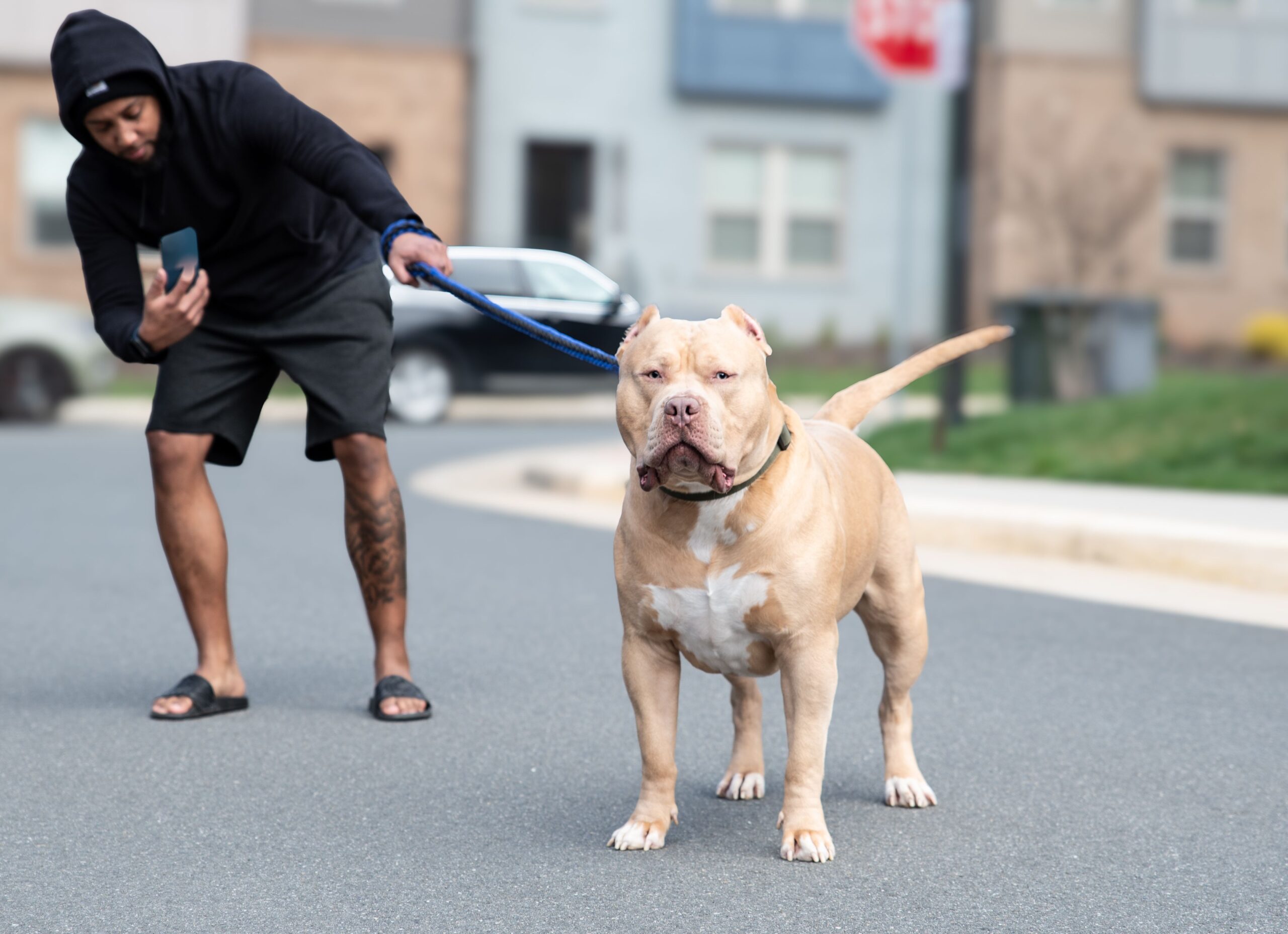 Dog Featured Image