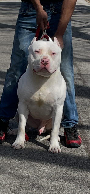Dog Featured Image