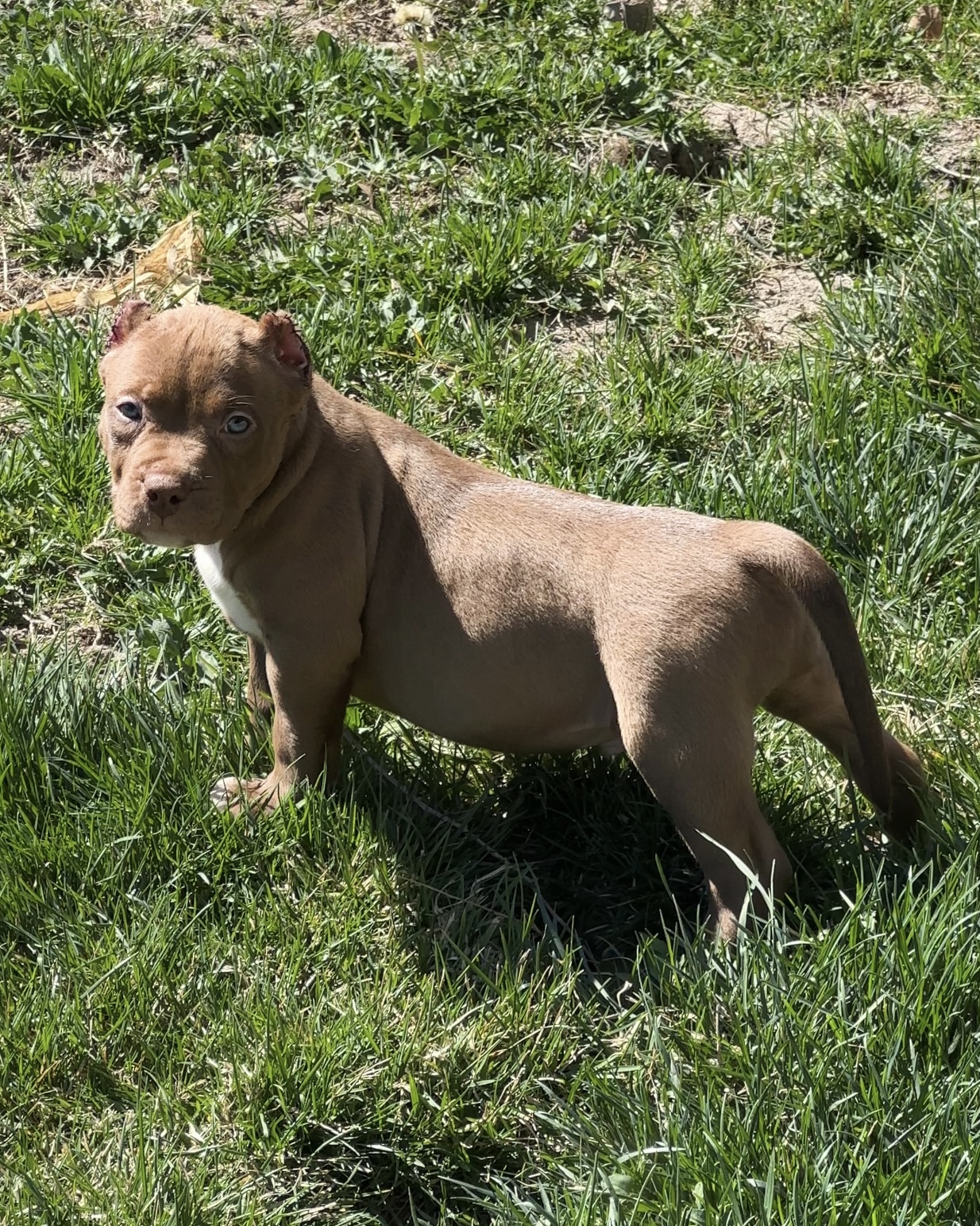 Dog Featured Image