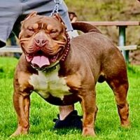 Dog Featured Image