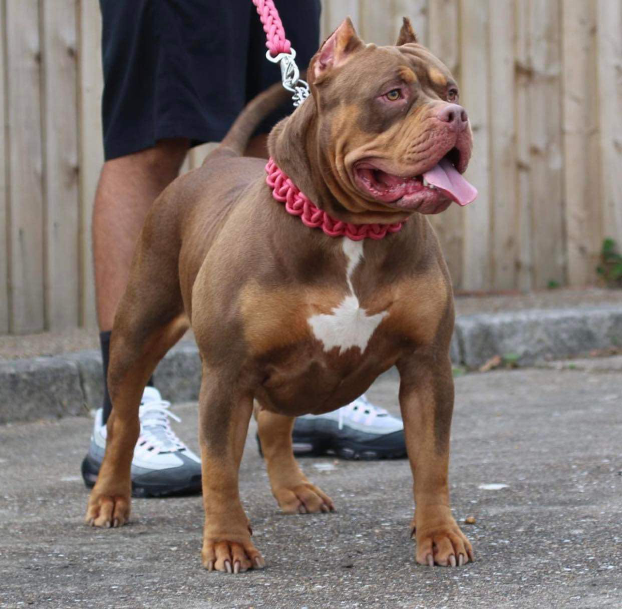 Dog Featured Image