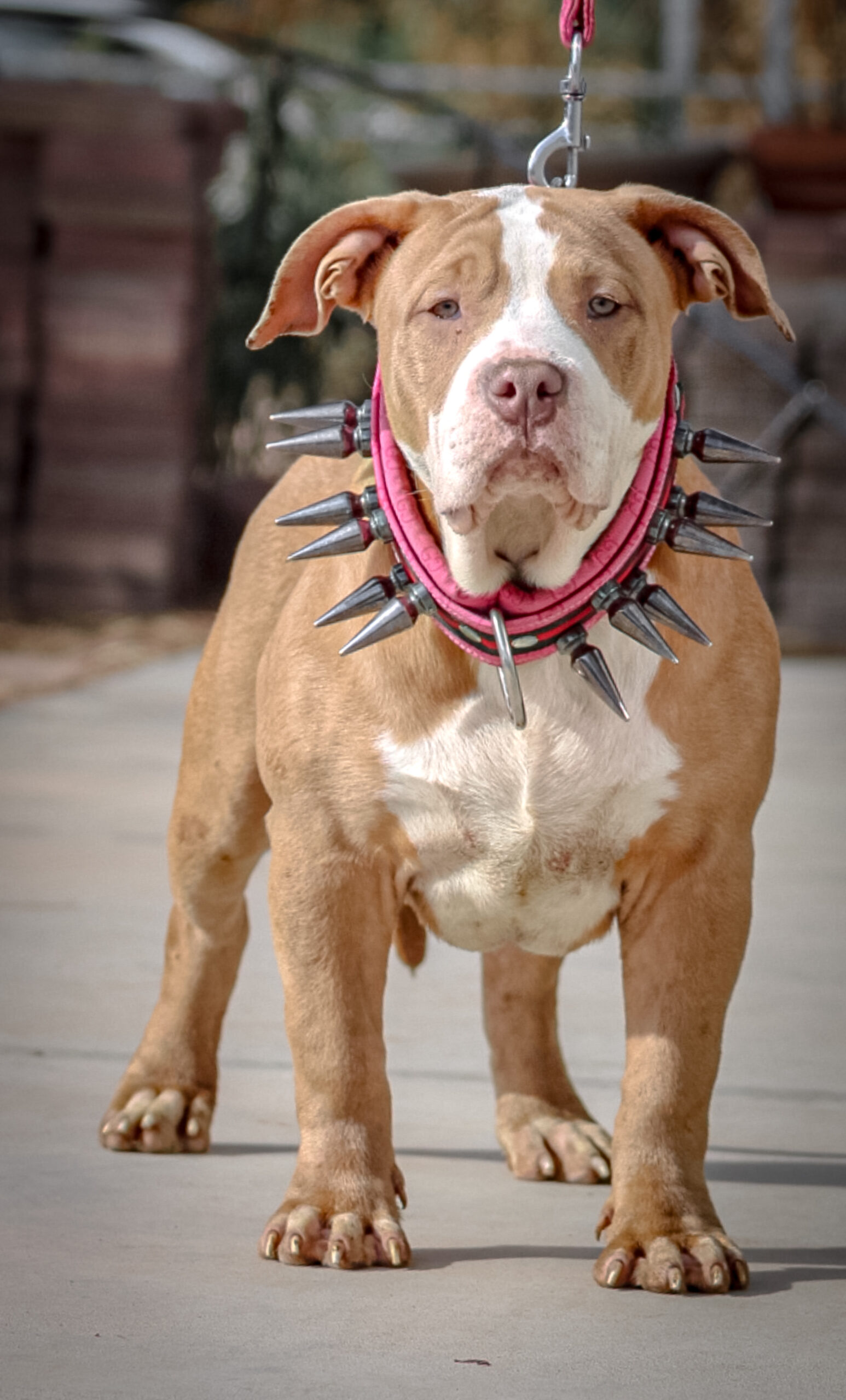 Dog Featured Image