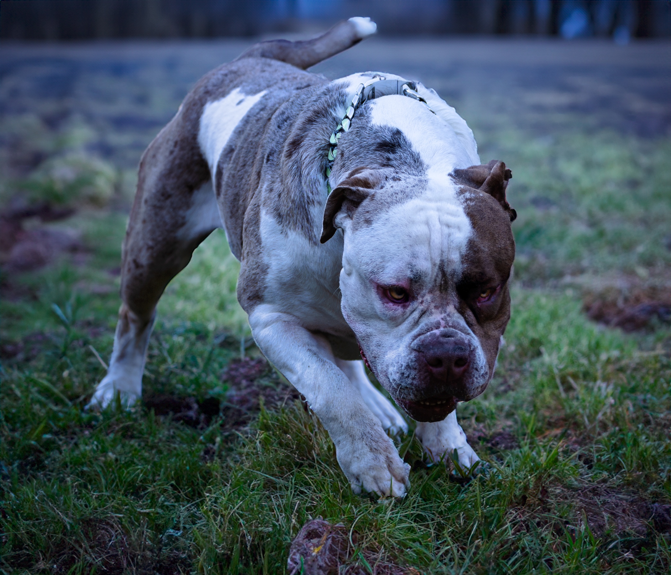 Dog Featured Image
