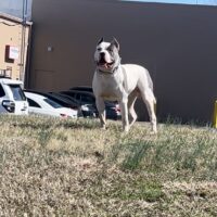 Dog Featured Image