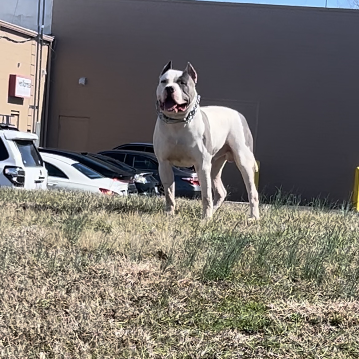 Dog Featured Image