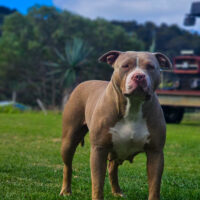 Dog Featured Image