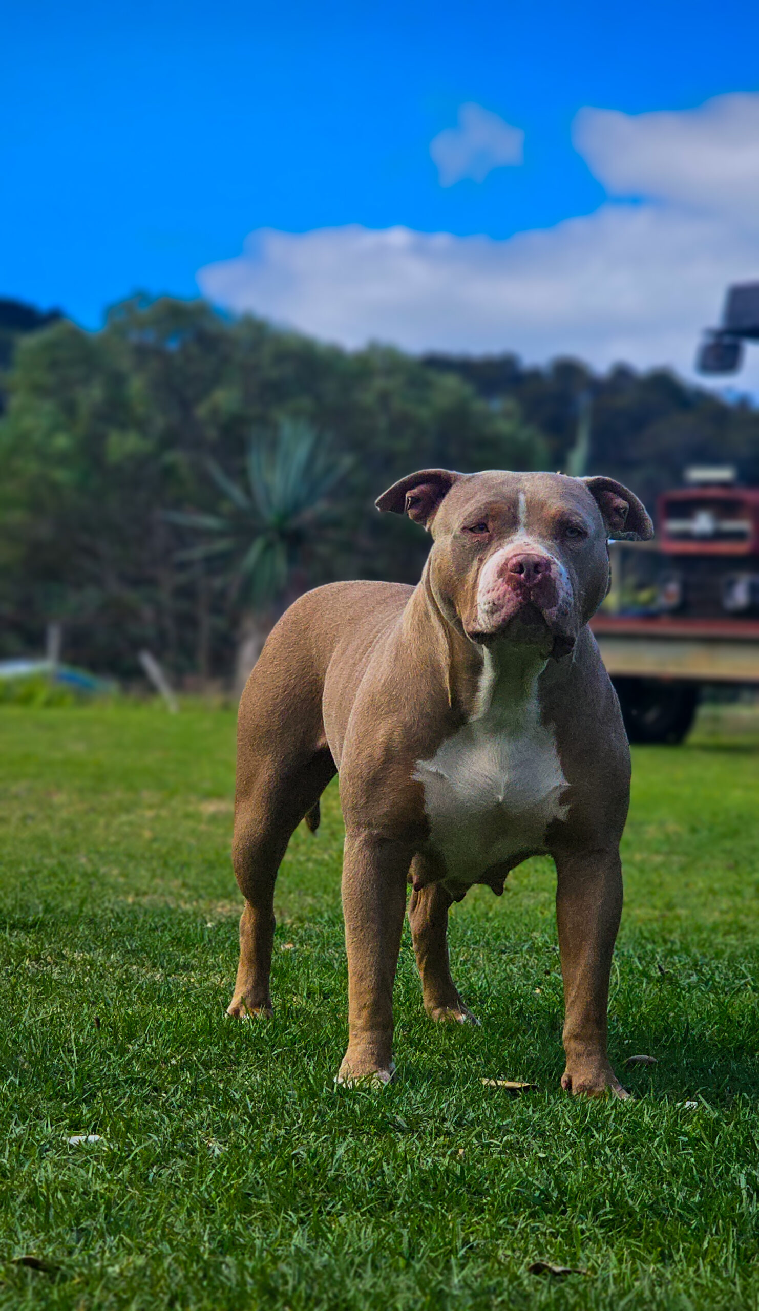 Dog Featured Image