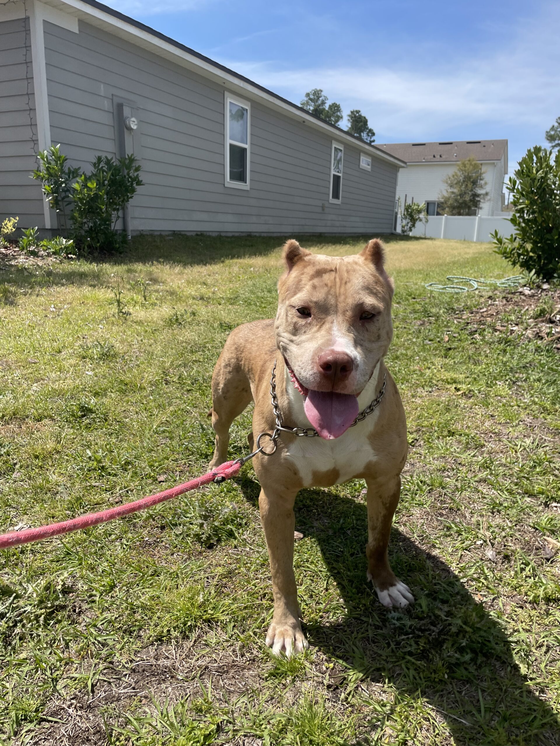 Dog Featured Image