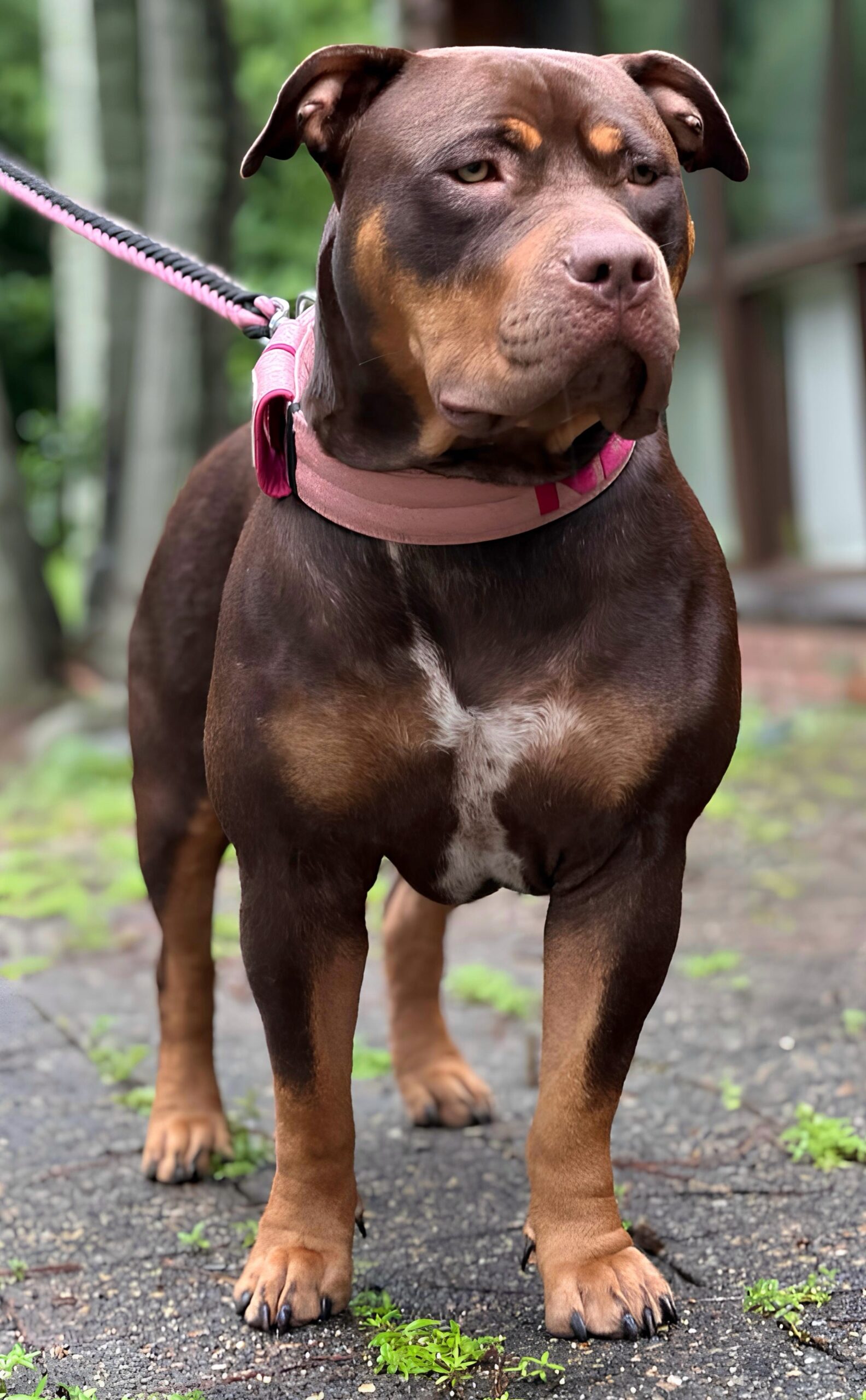 Dog Featured Image