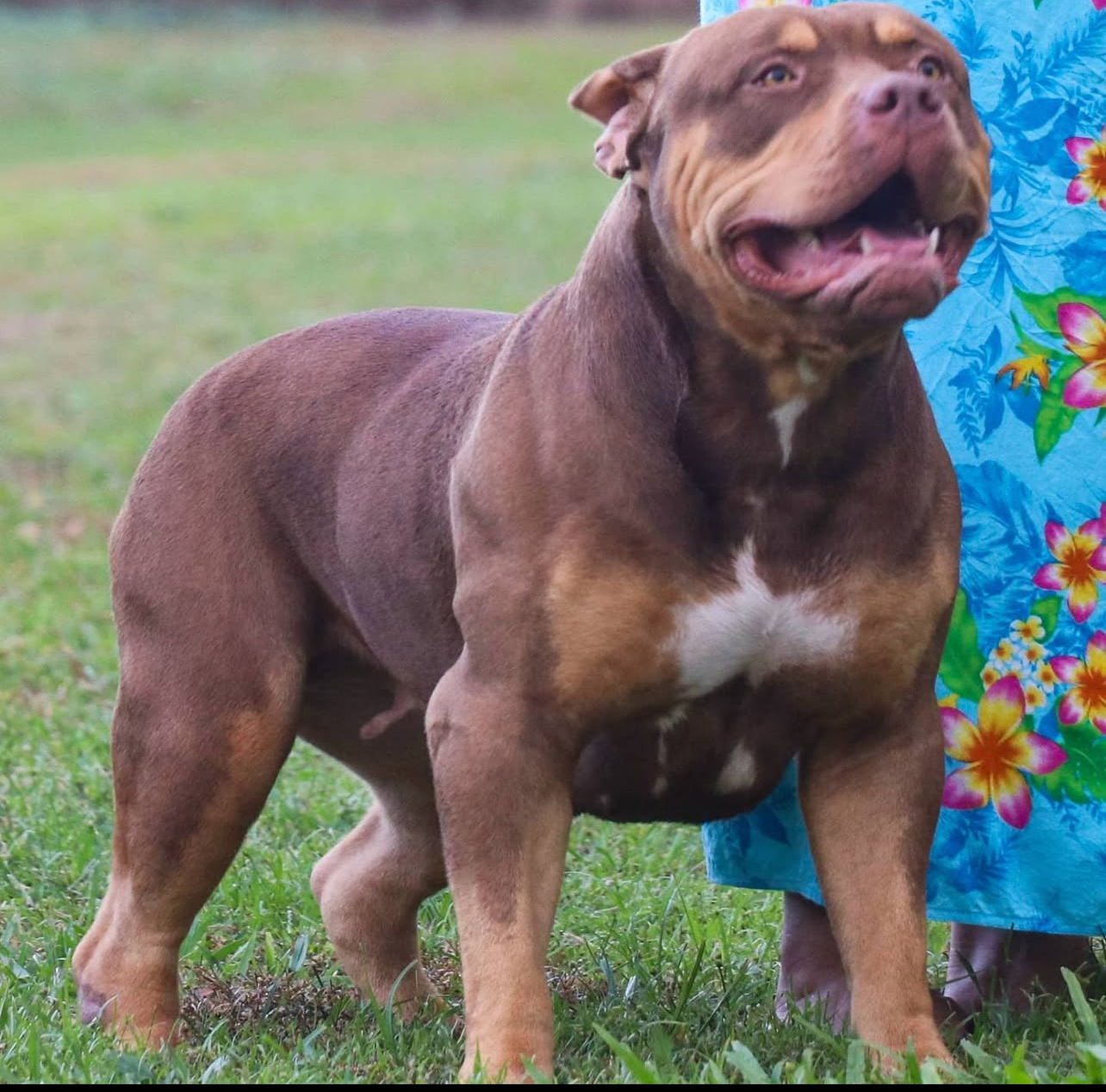 Dog Featured Image