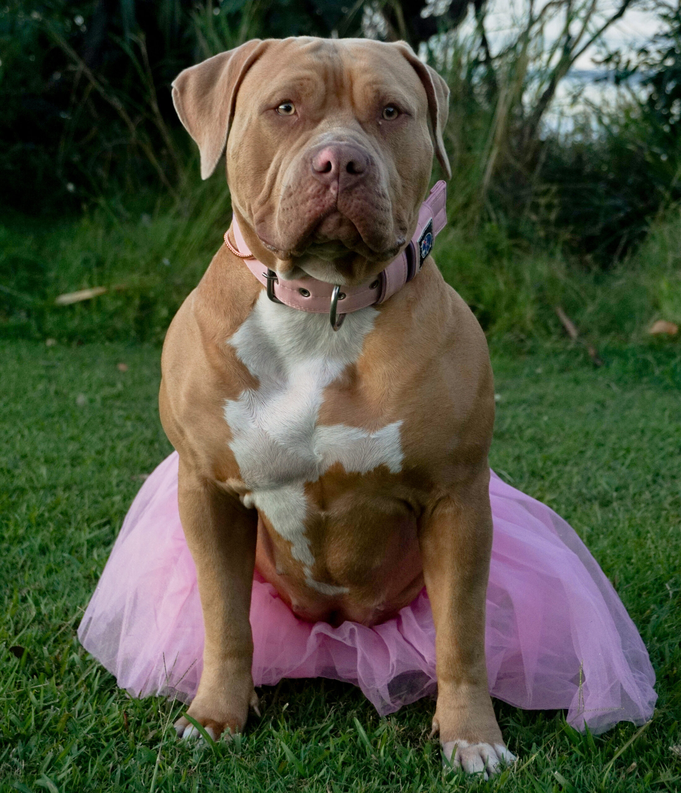 Dog Featured Image