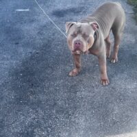 Dog Featured Image