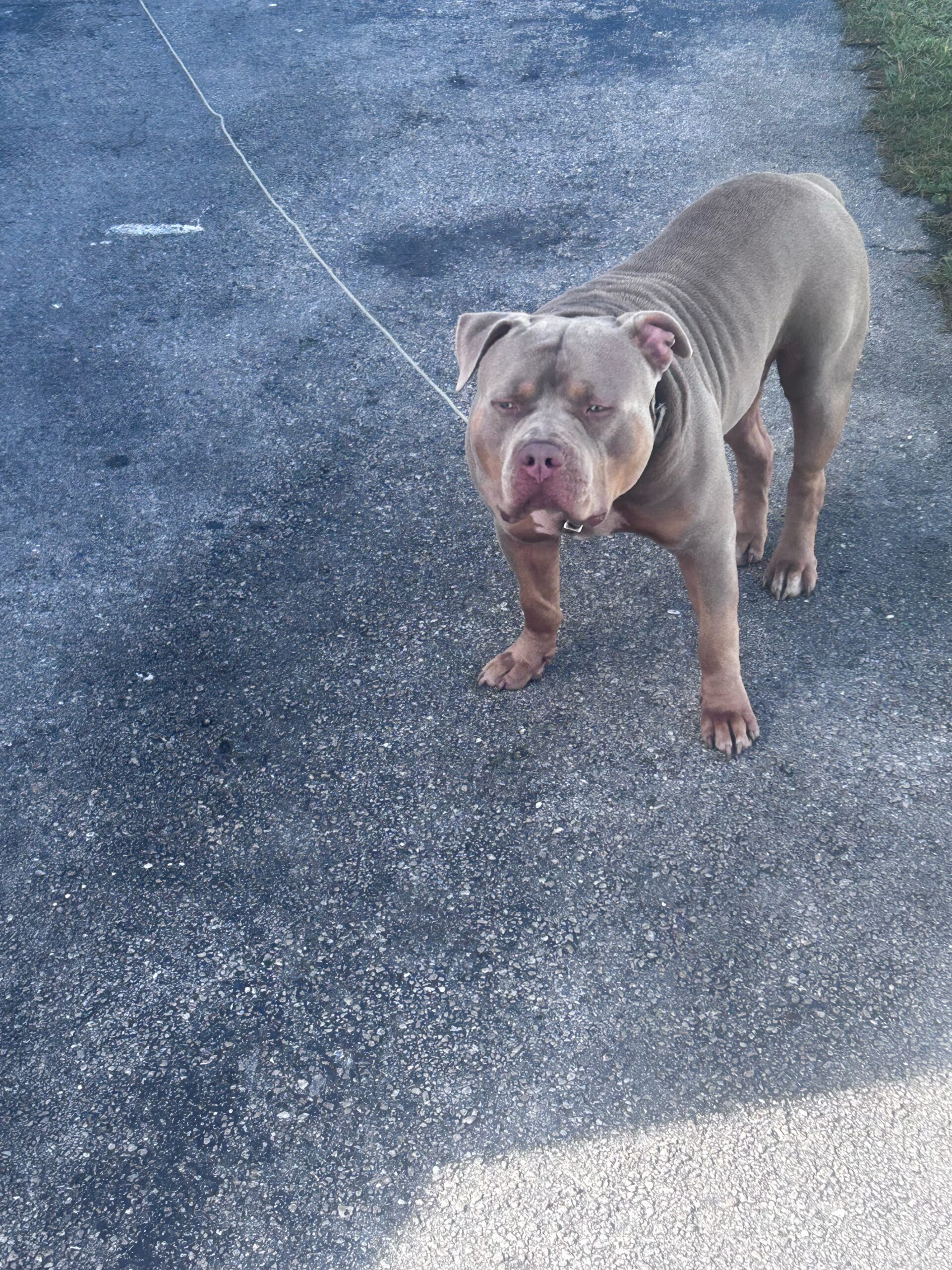 Dog Featured Image