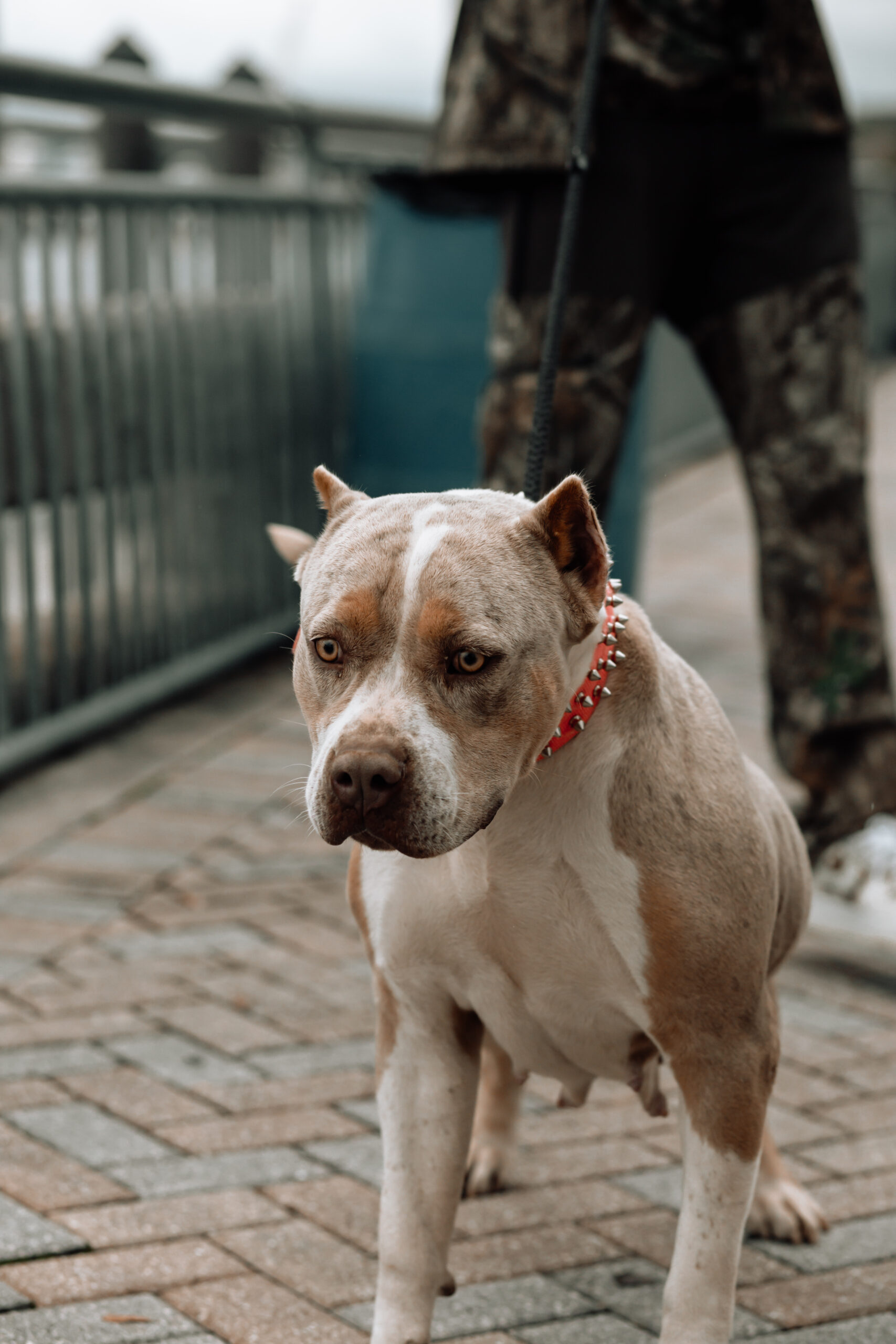Dog Featured Image