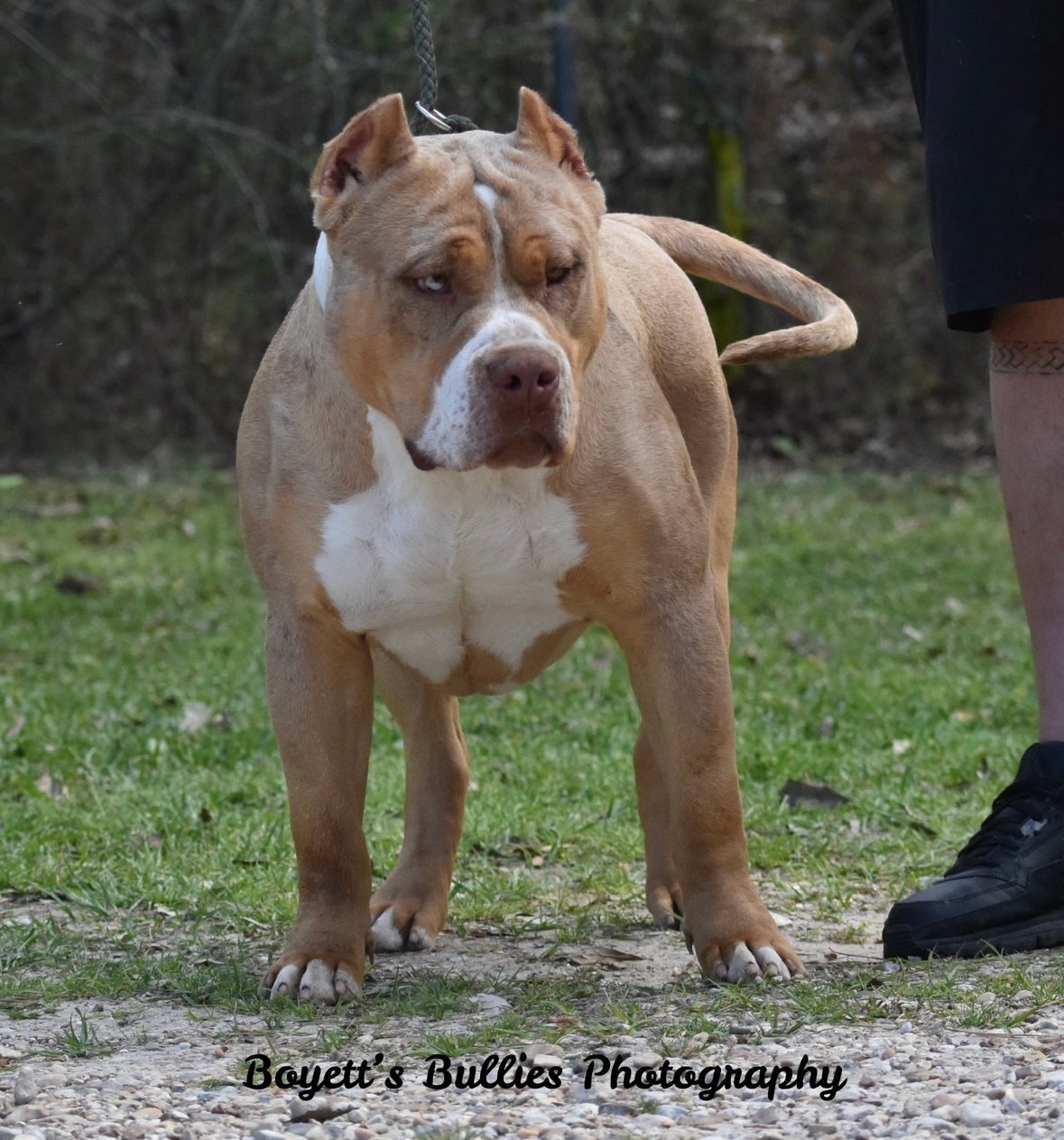 Dog Featured Image