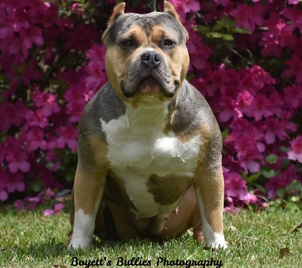 Dog Featured Image