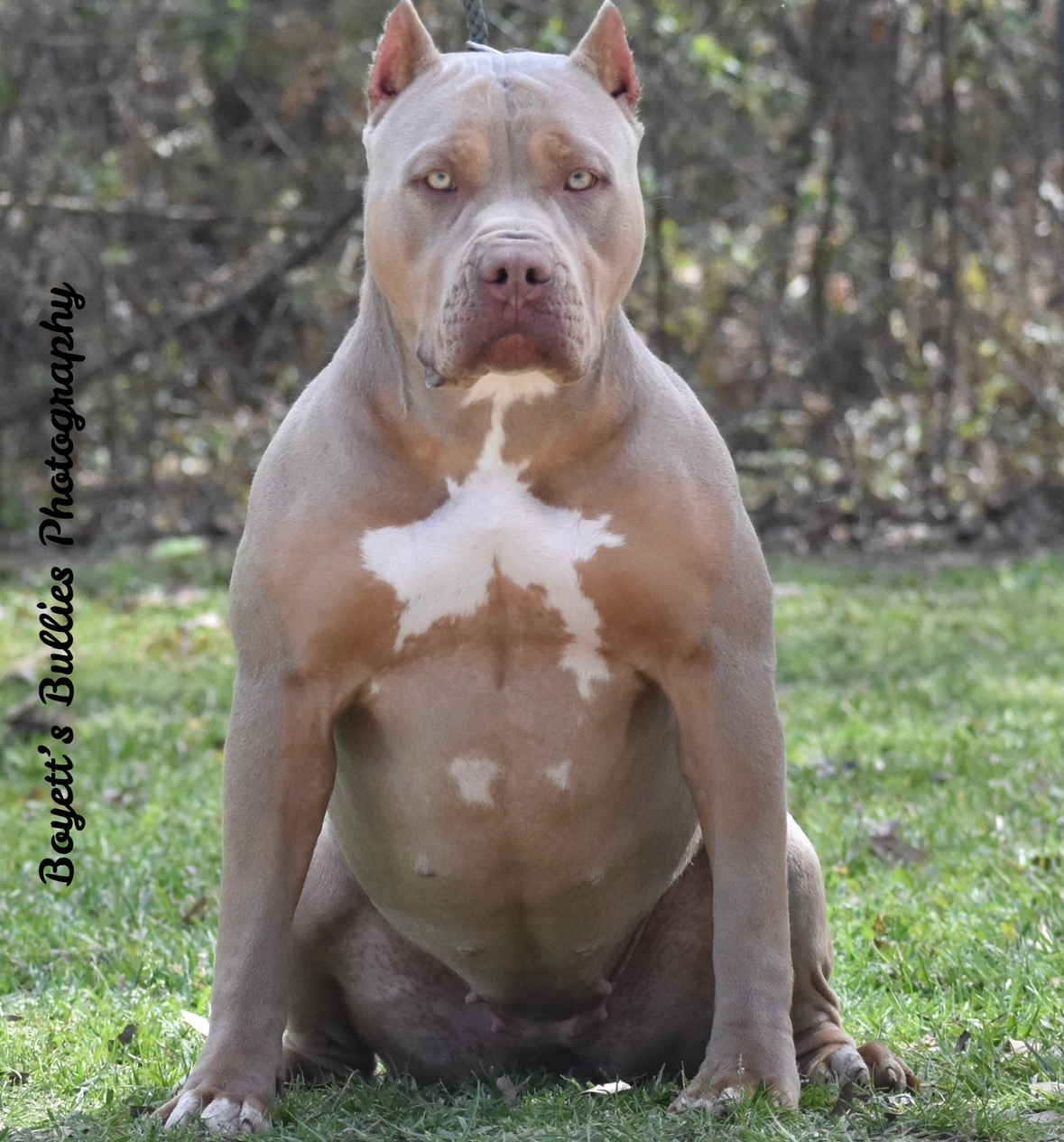Dog Featured Image