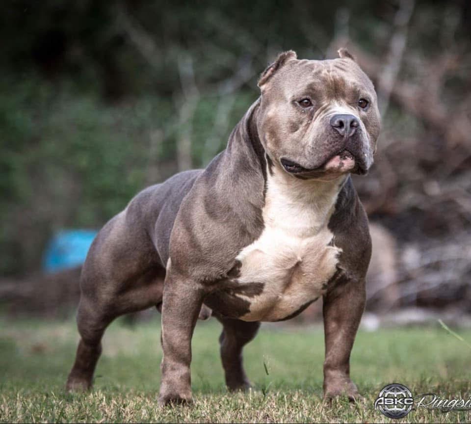 Dog Featured Image