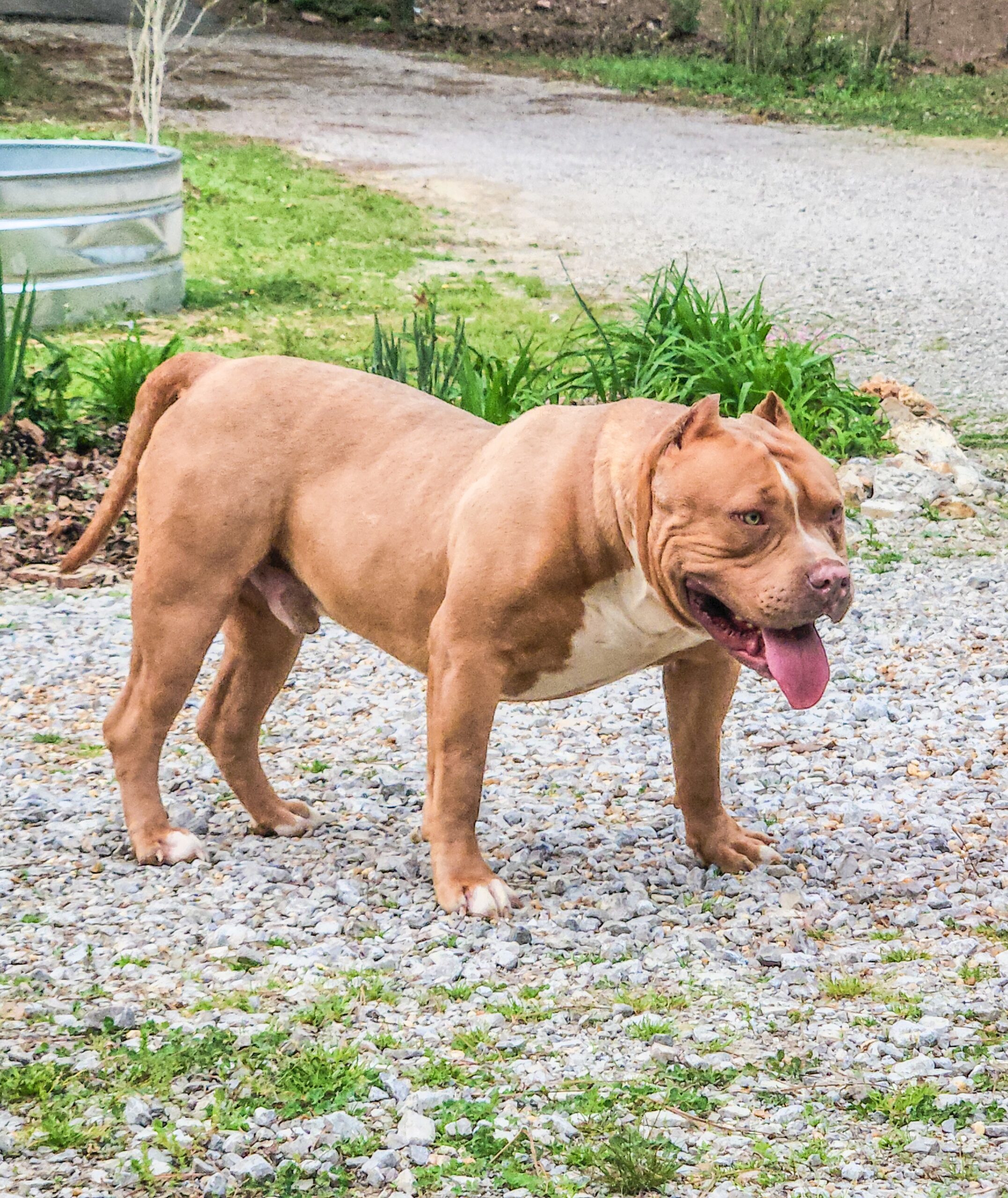 Dog Featured Image