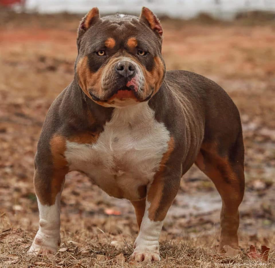 Dog Featured Image